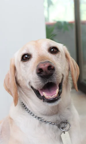 Crónica Canina: Un día en un Contact Center